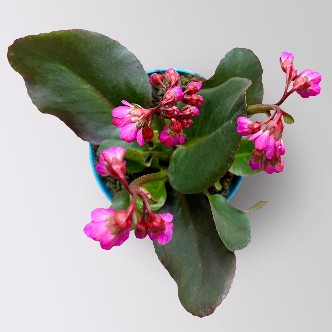 Bio Bergenie 'Eroica' violettrot, Topf-Ø 12 cm, 3 Pflanzen Bio Bergenie 'Eroica' violettrot, Topf-Ø 12 cm, 3 Pflanzen