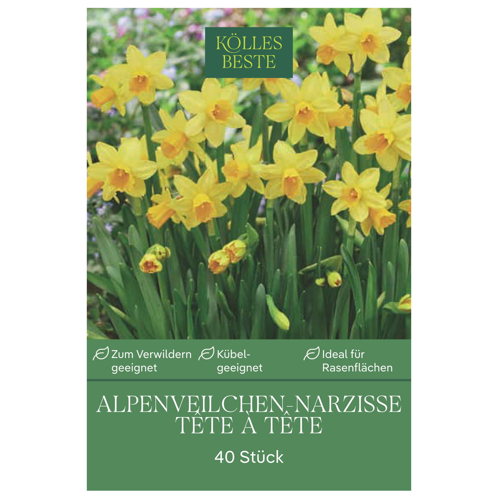 Alpenveilchen-Narzisse 'Tête à Tête', gelb, Größe 10/11, 40 Blumenzwiebeln