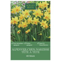Alpenveilchen-Narzisse 'Tête à Tête', gelb, Größe 10/11, 40 Blumenzwiebeln