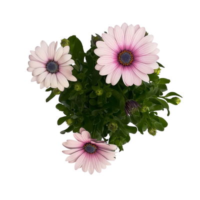Kapkörbchen rosa, Topf-Ø 12 cm, 6er-Set