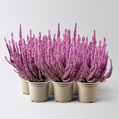 Besenheide SKYLINE® rosa gefärbt, Topf-Ø 11 cm, 6 Pflanzen