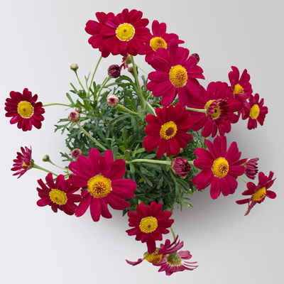 Margerite, Farben zufällig, Topf-Ø 11 cm, 8 Pflanzen