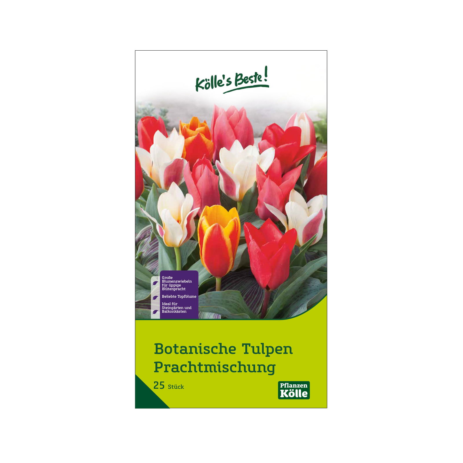 Botanische Tulpen 'Prachtmischung', 25 Blumenzwiebeln