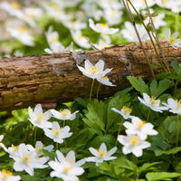 Anemone sylvestris, weiß, Topf 11x11 cm, 3 Pflanzen