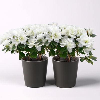 Azalee weiß gefüllt im Keramiktopf Dallas anthrazit, Topf-Ø 12 cm, 2er-Set Azalee weiß gefüllt im Keramiktopf Dallas anthrazit, Topf-Ø 12 cm, 2er-Set