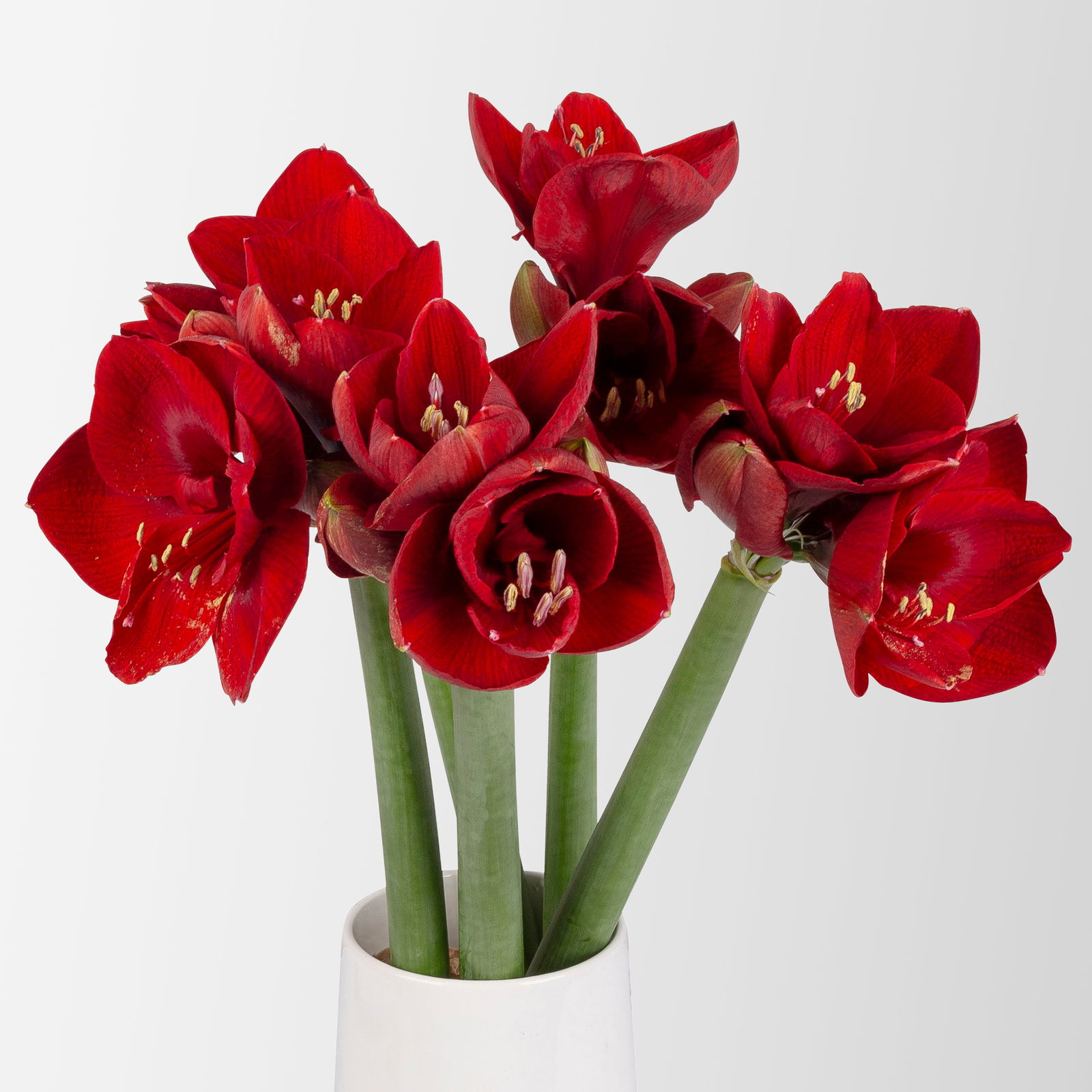 5 weihnachtsrote Amaryllis 'Liberty'