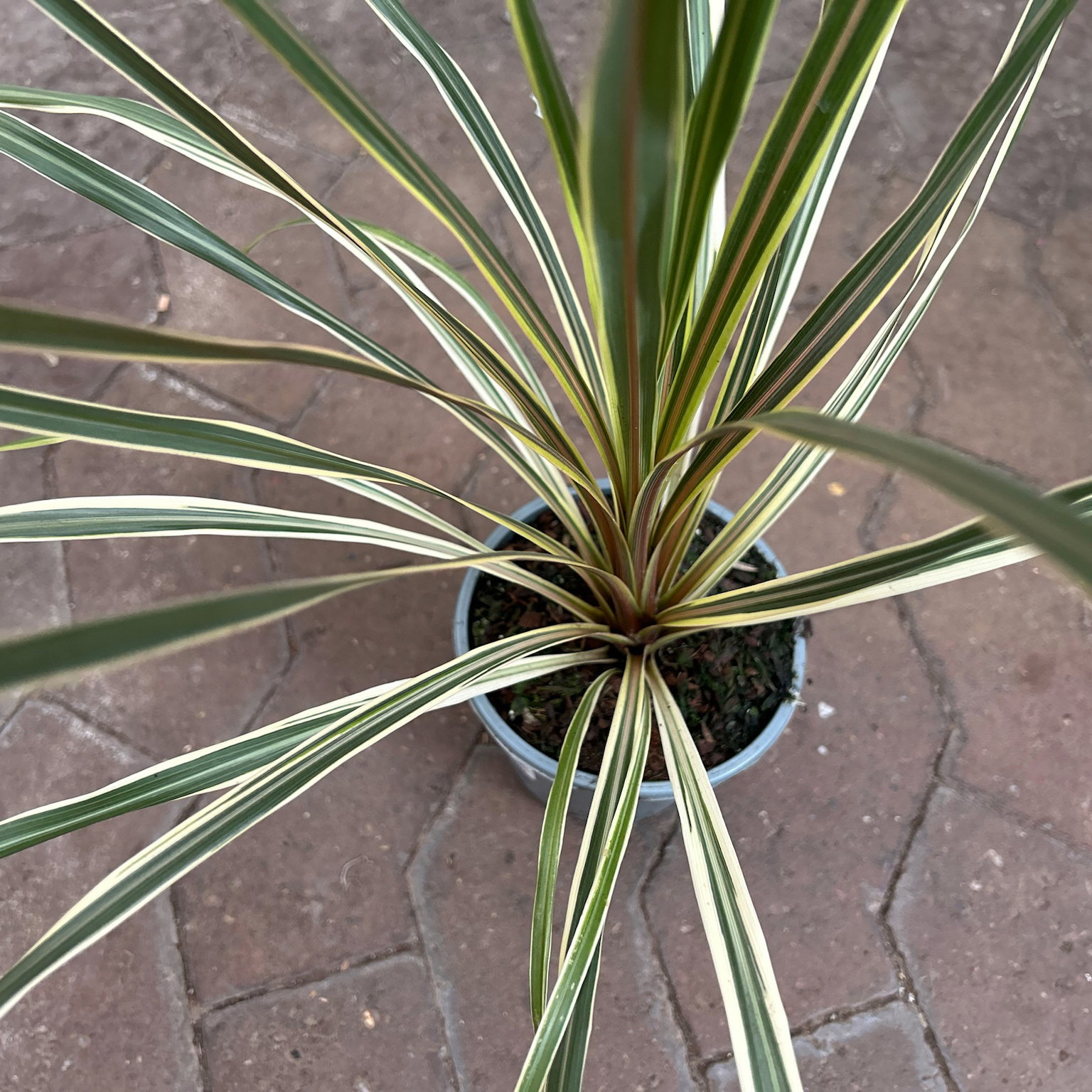 Keulenlilie 'Variegata', grün-weiß, Topf-Ø 13 cm, 3 Pflanzen Keulenlilie 'Variegata', grün-weiß, Topf-Ø 13 cm, 3 Pflanzen