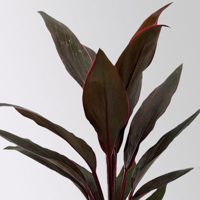 Grünpflanzenkreation Keulenlilien-Dreierlei, Topf-Ø 12 cm, 3 Pflanzen