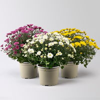 Chrysanthemen-Busch, gelb-lila-weiß, Topf-Ø 19 cm, 3er-Set