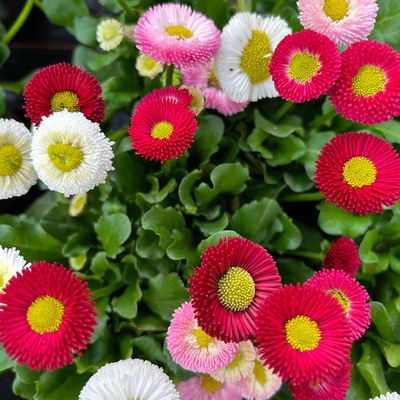 Bellis perennis 'Trio', weiß-rosa-rot, Topf-Ø 13 cm, 6 Pflanzen