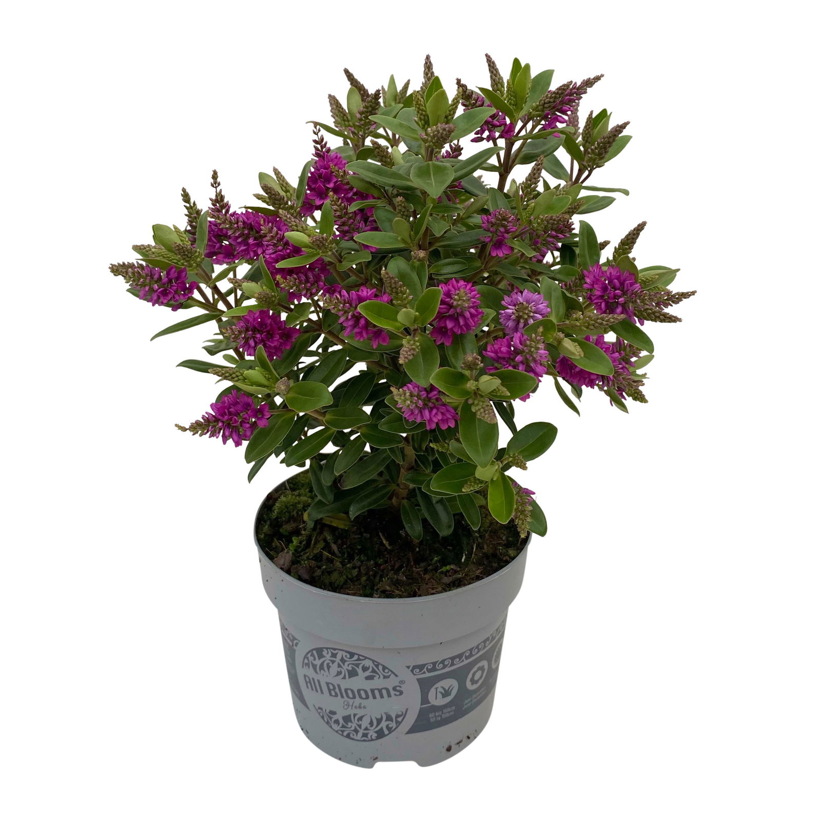 Hebe 'All Blooms®', lila, Topf-Ø 12 cm, 3 Pflanzen