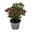 Hebe 'All Blooms®', lila, Topf-Ø 12 cm, 3 Pflanzen