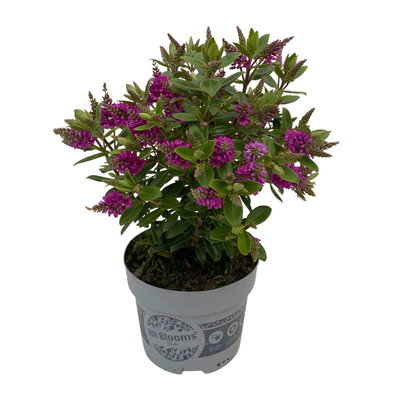 Hebe 'All Blooms®', lila, Topf-Ø 12 cm, 3 Pflanzen Hebe 'All Blooms®', lila, Topf-Ø 12 cm, 3 Pflanzen