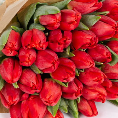 50 rote Tulpen