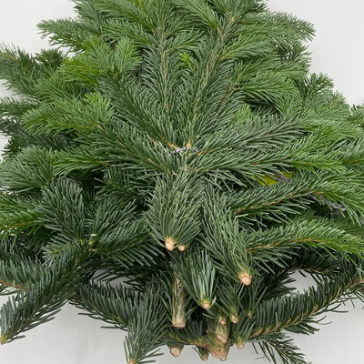 Nordmanntannen-Zweige im Großbund, Länge ca. 70 - 100 cm, ca. 5 kg Nordmanntannen-Zweige im Großbund, Länge ca. 70 - 100 cm, ca. 5 kg
