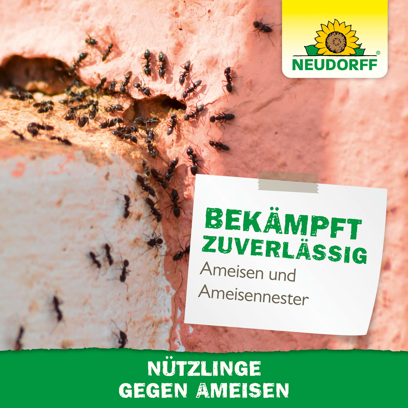 Neudorff Bestell-Set Nützlinge gegen Ameisen, 10 Mio Stück Neudorff Bestell-Set Nützlinge gegen Ameisen, 10 Mio Stück