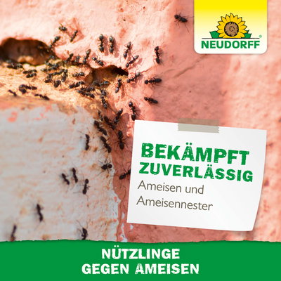 Neudorff Bestell-Set Nützlinge gegen Ameisen, 10 Mio Stück Neudorff Bestell-Set Nützlinge gegen Ameisen, 10 Mio Stück