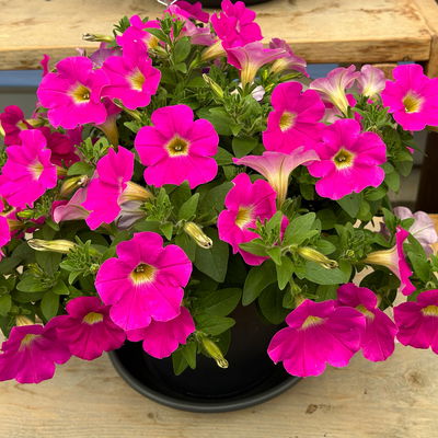 Petunien 'Capella™ Rose' magenta, hängend, Topf-Ø 13 cm, 6 Pflanzen