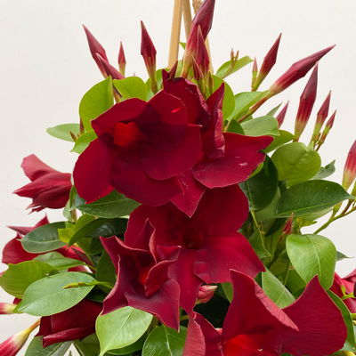 Dipladenie dunkelrot, Pyramide, Topf-Ø 23 cm, Höhe ca. 110 cm