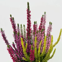 Heide 'High Five®', fünffarbig, Topf-Ø 11 cm, 6 Pflanzen Heide 'High Five®', fünffarbig, Topf-Ø 11 cm, 6 Pflanzen