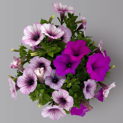 Petunien 'Duo' lila & flieder -lila geadert, hängend, Topf-Ø 14 cm, 4 Pflanzen