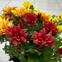 Chrysanthemen Trio 'Sunset' orange-gelb-rot, Topf-Ø 12 cm, 6er-Set