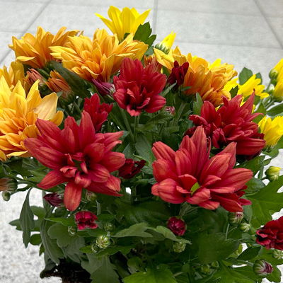 Chrysantheme Trio 'Sunset', orange-gelb-rot, Topf-Ø 12 cm, 6 Pflanzen Chrysantheme Trio 'Sunset', orange-gelb-rot, Topf-Ø 12 cm, 6 Pflanzen