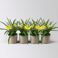 Wildtulpen, gelb, mit Gras, Topf -Ø 9 cm, 4 Pflanzen