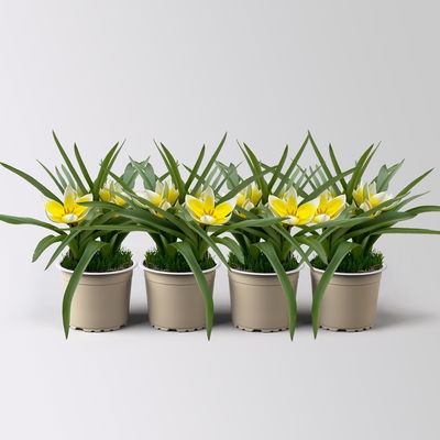 Wildtulpen, gelb, mit Gras, Topf -Ø 9 cm, 4 Pflanzen
