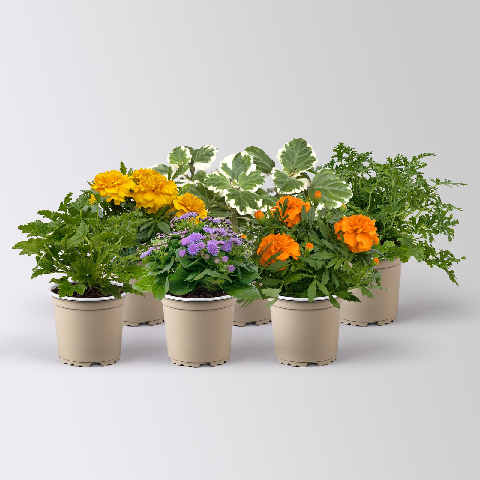 Pflanzenkreation 'No Mosquito', 6 Pflanzen