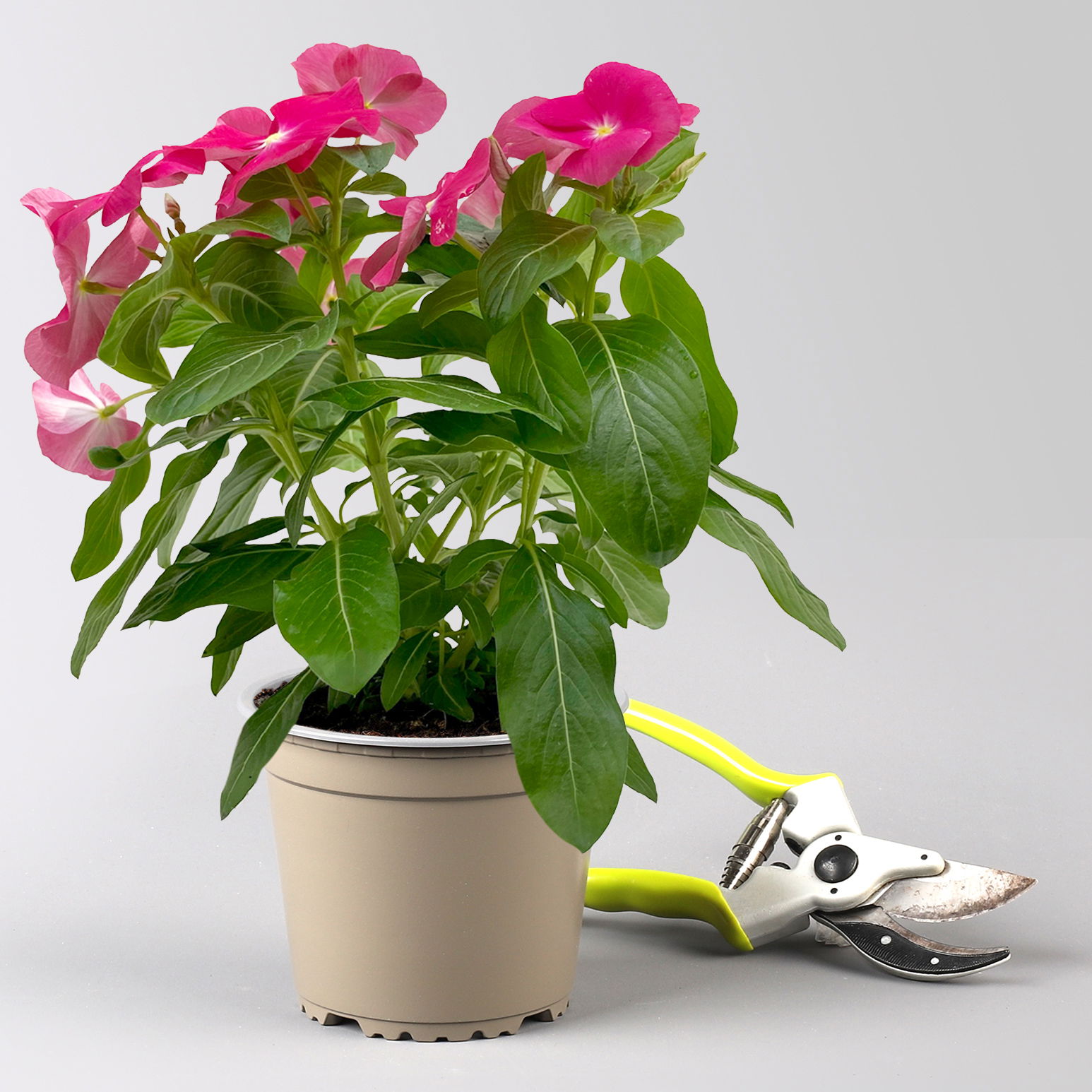 Catharanthus, Farben zufällig, Topf-Ø 13 cm, 6 Pflanzen