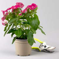 Catharanthus, Farben zufällig, Topf-Ø 13 cm, 6 Pflanzen