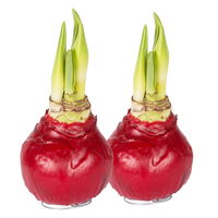 Amaryllis in Wachs, Dekor 'Basic Red burgundy', Blüte weiß, 2 Pflanzen