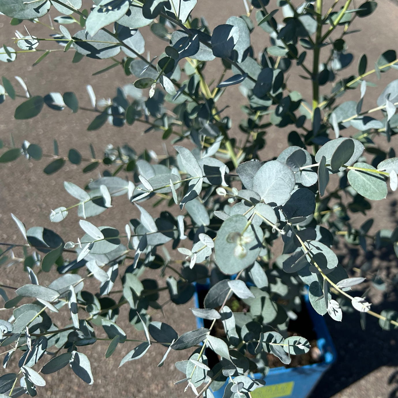Silberblauer Eucalyptus gunnii 'Silverana'®, im 5 lt. Topf