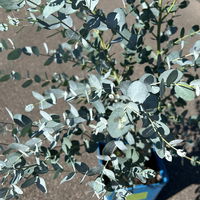 Silberblauer Eucalyptus gunnii 'Silverana'®, im 5 lt. Topf