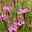 Bio Dianthus deltoides 'Roseus' pink, Topf-Ø 11 cm, 3er-Set