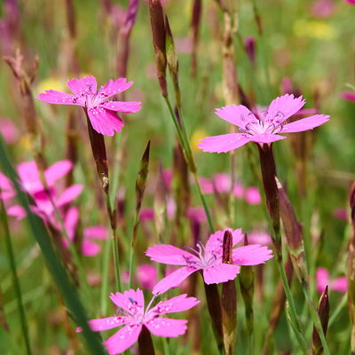 Bio Heidenelke 'Roseus', pink, Topf 11x11 cm, 3 Pflanzen Bio Heidenelke 'Roseus', pink, Topf 11x11 cm, 3 Pflanzen