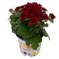 Chrysanthemen rot, Topf-Ø 10,5 cm, 8er-Set