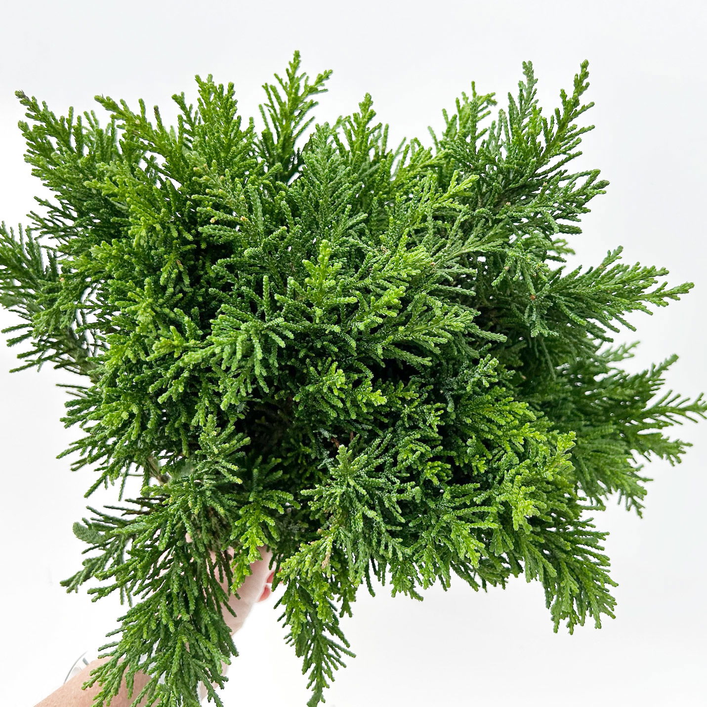 Scheinzypresse 'Draht' im Handbund, 3 Bund Scheinzypresse 'Draht' im Handbund, 3 Bund