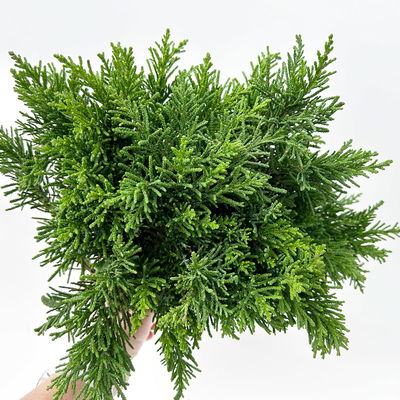 Scheinzypresse 'Draht' im Handbund, 3 Bund Scheinzypresse 'Draht' im Handbund, 3 Bund