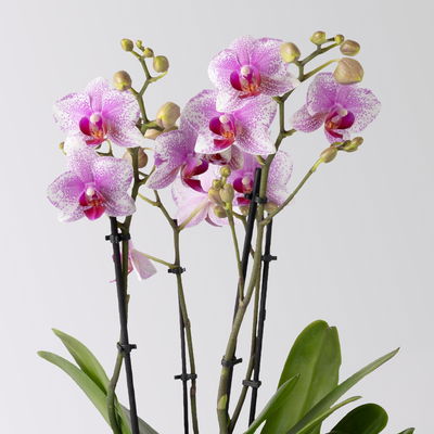 Schmetterlingsorchidee weiß-rosa, 3 Rispen, Topf-Ø 12 cm, Höhe ca. 50 cm Schmetterlingsorchidee weiß-rosa, 3 Rispen, Topf-Ø 12 cm, Höhe ca. 50 cm