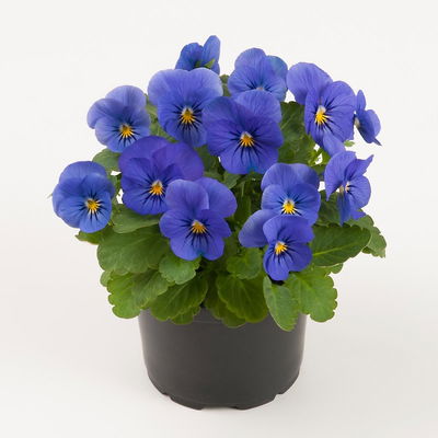 Hornveilchen XL, blau, Topf-Ø 13 cm, 6 Pflanzen