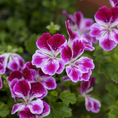 Schmuckgeranie 'Angel®', rosa-pink-weiß, Farbe variiert, Topf-Ø 12cm, 6 Pflanzen