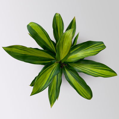 Grünpflanzenkreation Keulenlilien-Dreierlei, Topf-Ø 12 cm, 3 Pflanzen