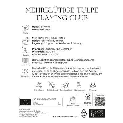 Tulpen 'Flaming Club', rosa, 7 Blumenzwiebeln