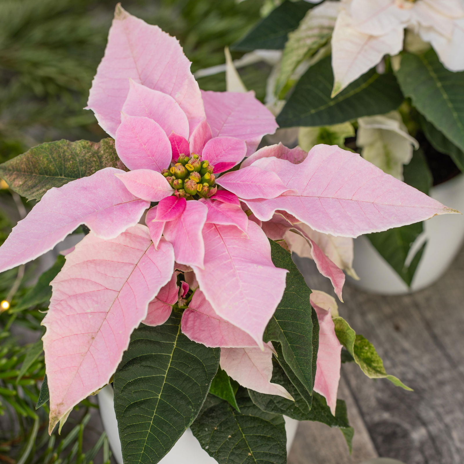 Bio Herbststern, Euphorbia 'Princettia'®, rosa, pink & weiß,Topf-Ø12 cm, 3er-Set