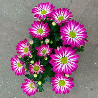 Chrysanthemen 'Rainbow Passion' pink-weiß, Topf-Ø 14 cm, 4 Pflanzen