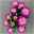 Chrysanthemen 'Rainbow Passion' pink-weiß, Topf-Ø 14 cm, 4er-Set