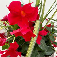 Mixtopf Dipladenia mit Keulenlilie, Farbe zufällig, Topf-Ø 26 cm