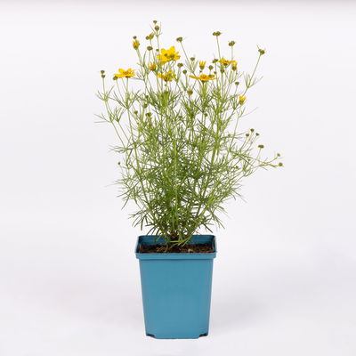 Bio Mädchenauge 'Zagreb', goldgelb, Top 11x11 cm, 3 Pflanzen Bio Mädchenauge 'Zagreb', goldgelb, Top 11x11 cm, 3 Pflanzen